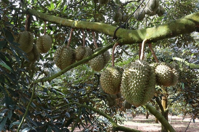 A durian garden in Đắk Lắk. Durian brought home US$2.2 billion, a five-fold increase from the previous year. — VNA/VNS Photo 