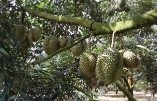 Việt Nam's durian dominates fruit exports, outpacing dragon fruit