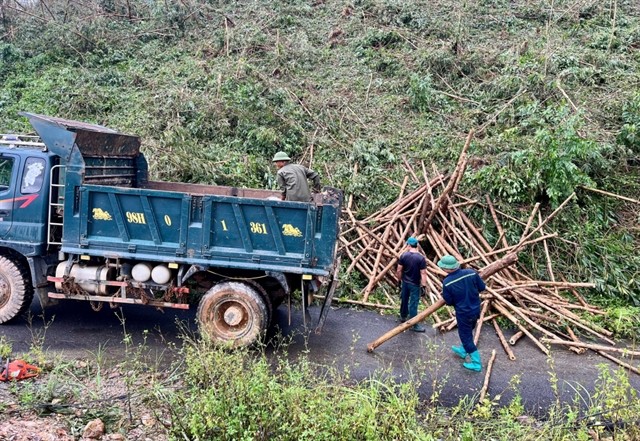 The once lush green forests now remain with only broken tree trunks in Quảng Ninh Province after the storm. — Photo baoquangninh.vn