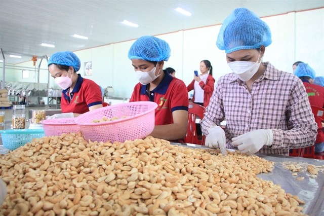 Processing cashews for export at a factory in Bình Phước Province. Việt Nam's cashew nut exports in the first eight months of 2024 reached 486,470 tonnes. — VNA/VNS Photo