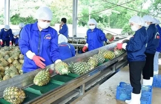 Vietnam's fruit, vegetable exports near 7 billion USD target
