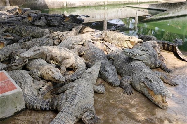 A crocodile farm in the Mekong Delta. — VNA/VNS Photo