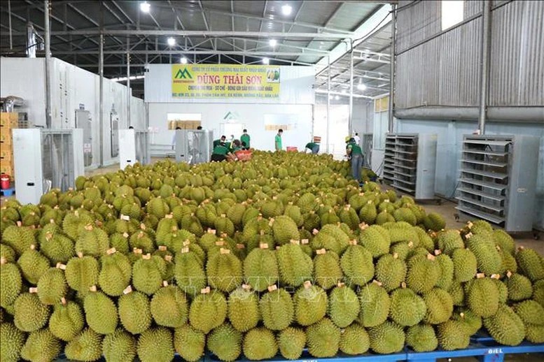 Vietnam earns 5.87 billion USD from exporting fruit and vegetables in nine months (Photo: VNA) Vietnam earns 5.87 billion USD from exporting fruit and vegetables in nine months (Photo: VNA)