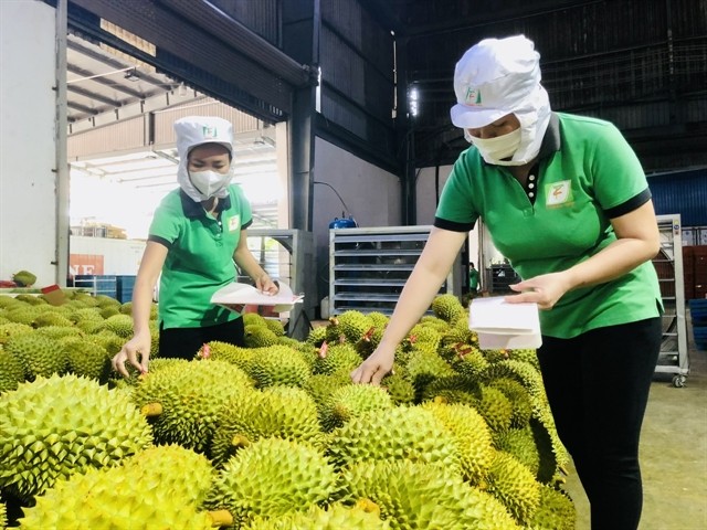 Durian has emerged as one of items with high export value. — Photo baotintuc.vn