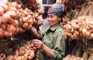 Hai Duong onions, garlic honored as Vietnamese Agricultural Golden Brand