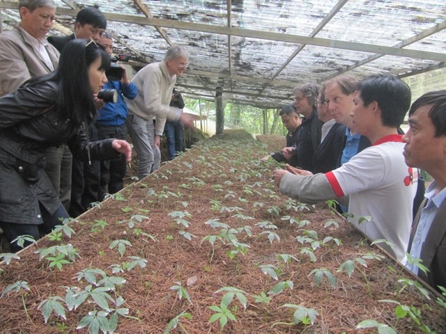 A field trip is organised at a Ngọc Linh ginseng farm in Nam Trà My District of Quảng Nam Province. — VNS Photo Công Thành