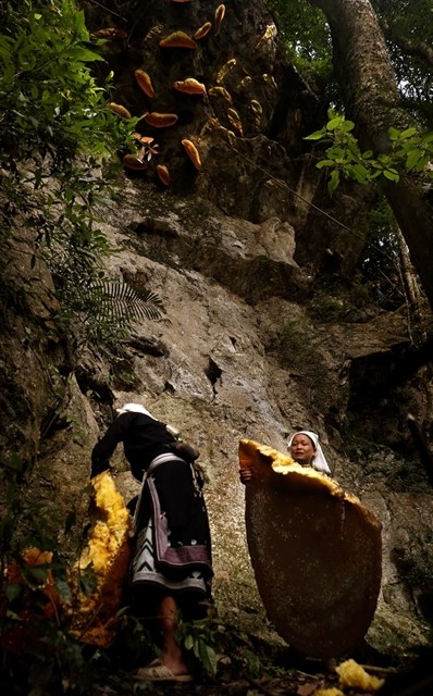 Dao Tiền women harvest bee wax hives to bring back to the village. Photo courtesy of Bằng Cao. Dao Tiền women harvest bee wax hives to bring back to the village. Photo courtesy of Bằng Cao.