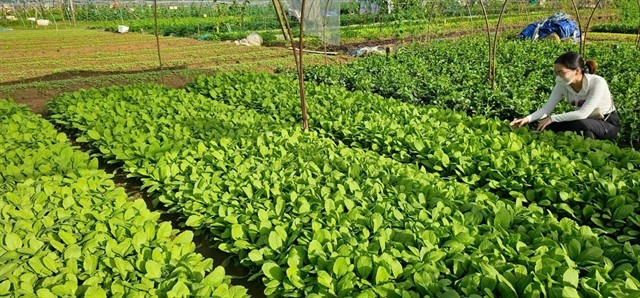 An organic farm in Tr'hy commune of Cơ Tu ethnic group in Quảng Nam Province. Photo courtesy of Đình Thắng 