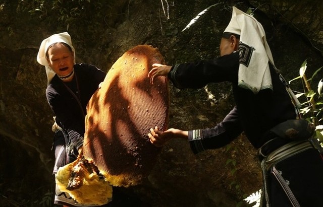 Beeswax: a timeless treasure from wild bees