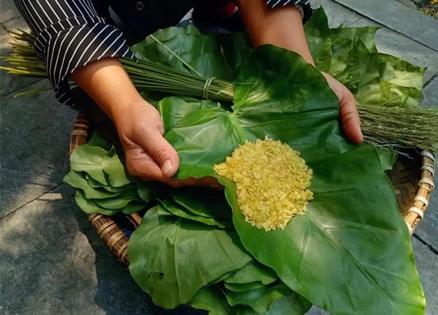 Young sticky rice can be eaten fresh as a snack. VNS Photo Hoàng Lan Young sticky rice can be eaten fresh as a snack. VNS Photo Hoàng Lan