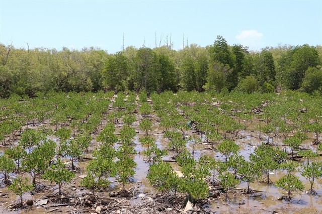 The protective forest in the Gò Công coastal area in the southern province of Tiền Giang. Planting more trees will help reduce the impacts of climate change. — VNA/VNS Photo Hữu Chí