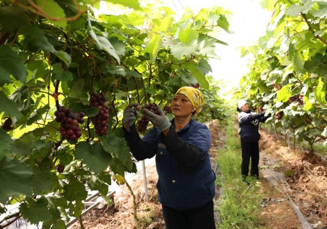 Hạ Đen grapes grown by farmer Hoàng Văn Cương in Duyên Trang Village, Hồng Thái Commune. — VNS Photo