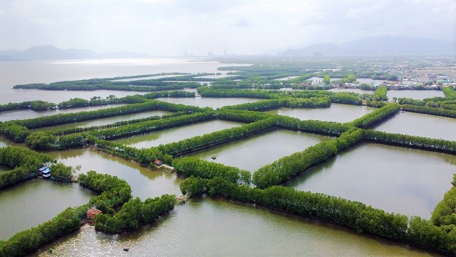A mangrove forest in Bình Định Province. Việt Nam will start to pilot the implementation of emissions trading system (ETS) from June 2025 towards official operation in 2028. — VNA/VNS Photo Tường Quân