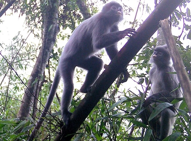 Two grey langurs are captured by camera traps in Pù Hoạt Nature Reserve in Thông Thụ Commune, in the central province of Nghệ An. VNA/VNS Photo
