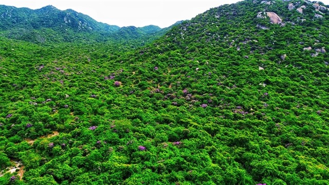 A corner of Thuận Nam protection forests, which contribute to the biodiversity conservation in the south-central coastal province of Ninh Thuận. VNA/VNS Photo Nguyễn Thành