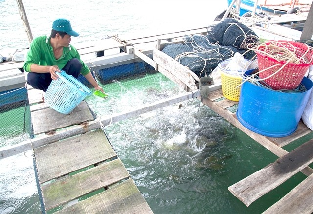 A farmer works at a fish farm in Tiên Hải island commune, the Mekong Delta province of Kiên Giang. — VNA/VNS Photo Hồng Đạt