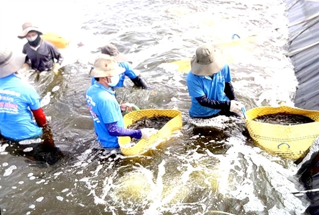 Local farmers harvest shrimp in the Mekong Delta province of Sóc Trăng. — VNA/VNS Photo Hồng Nhung