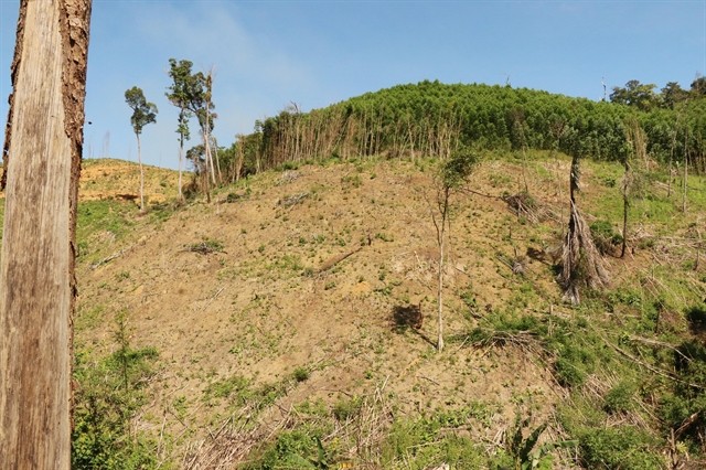 One side of the hill managed by ​​Krong Bong Forestry Company Limited, was burnt down for farming. VNA/VNS Photo