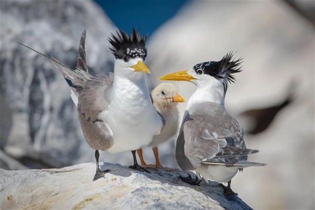 Greater crested terns at the Hòn Trứng Bird Sanctuary in the Côn Đảo National Park the southern province of Bà Rịa-Vũng Tàu.—VNA/VNS Photo Huỳnh Sơn