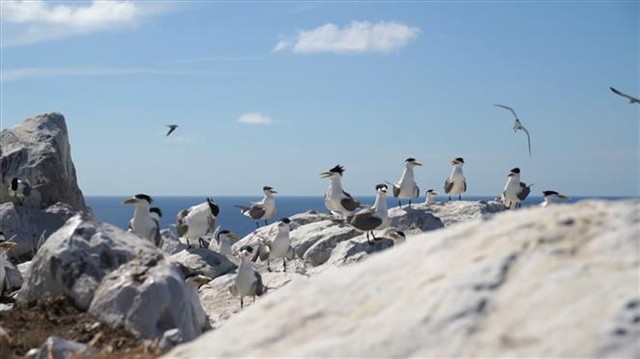 The Hòn Trứng Bird Sanctuary in the Côn Đảo National Park the southern province of Bà Rịa-Vũng Tàu.—VNA/VNS Photo Huỳnh Sơn