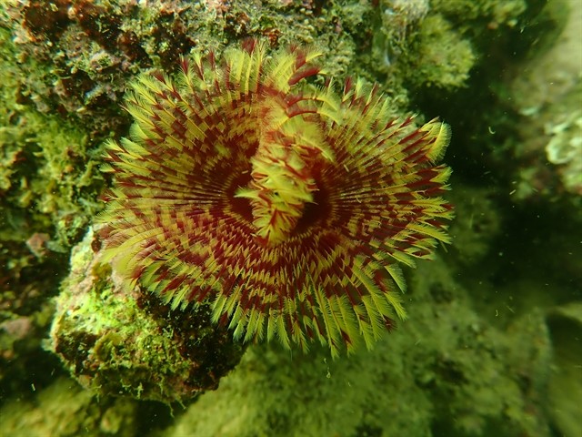 A sample of coral reef at the Cát Bà Archipelago. 