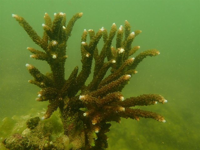 The coral reefs in Cát Bà show slow growth in coral coverage and low species diversity. 