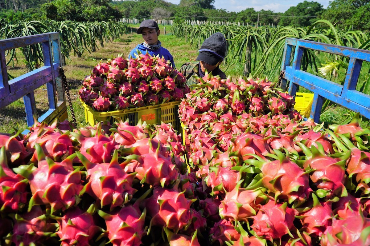 Harvesting blue dragon fruit in the south central coastal province of Binh Thuan. China spent nearly US$4.35 billion on importing fruits and vegetables from Vietnamese suppliers in the first 11 months of 2024, up 27.4 percent year-on-year