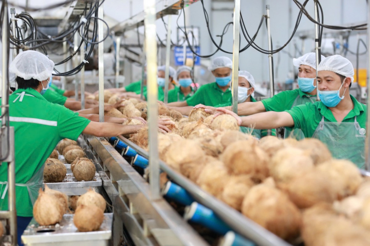 Fresh coconuts from Vietnam’s Ben Tre Province were for the first time exported to China through official channels in 2024