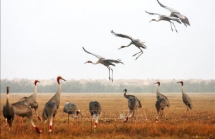 Dong Thap revives red-crowned crane population