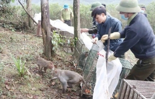 Ha Tinh: 90 wild animals released back to nature