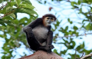 Applying technology in conservation of endangered, precious and rare animals and plants