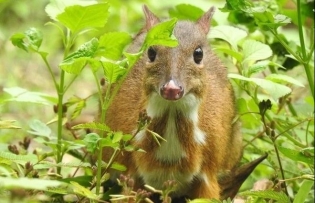 National programme for endangered wildlife species conservation approved