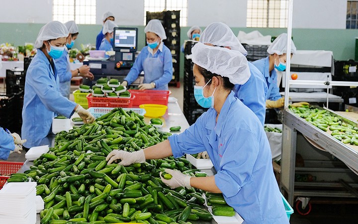 Vietnam’s fruit and vegetable exports yield US$7.12 billion in 2024, up 27.1 percent or US$1.5 billion from 2023