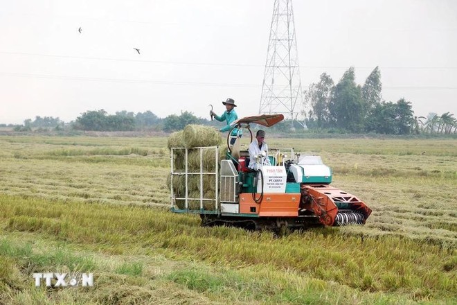 Straw is baled for re-use as material for growing mushrooms, a circular economy model helping reduce greenhouse gas emissions. (Photo: VNA)