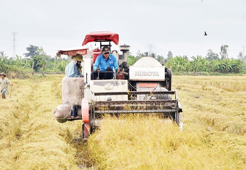 Farmers harvest rice by machine in Hau My Bac A Commune, Cai Be District, Tien Giang Province. (Photo: Nguyen Su)