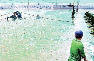 Vietnam steps up efforts to reduce agricultural carbon footprint