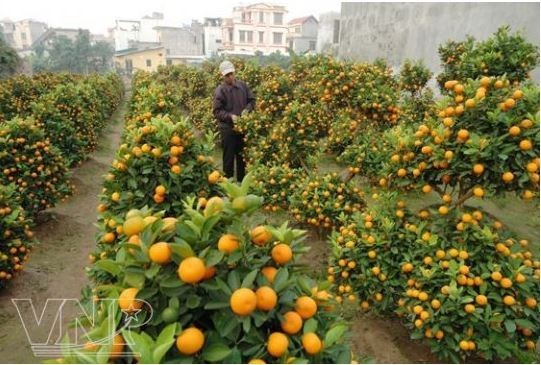 The kumquat represents a beautiful new beginning. (Photo: VNA)