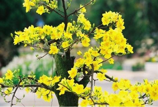 Apricot flowers thrive in the Central and Southern regions of Vietnam, making them increasingly brilliant as spring approaches. (Photo: VNA)