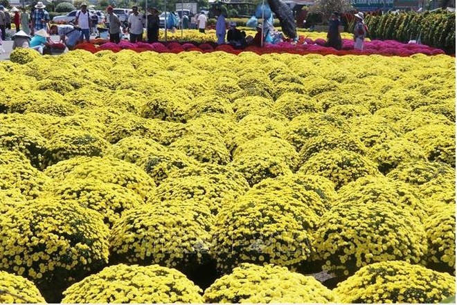 There are many different types of chrysanthemum and their vibrant colours enhance the warmth and cheerfulness of the spring atmosphere. (Photo:VNA)