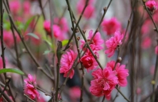 Flower decoration a Tet tradition