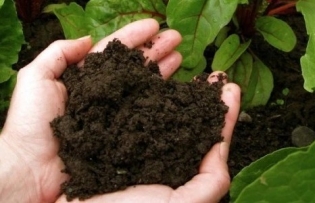 Vietnam taps into peat resources to advance green agriculture