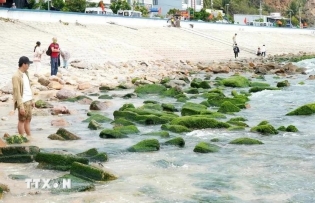 Nhon Hai’s moss-covered rock beach: A must-visit destination in Binh Dinh