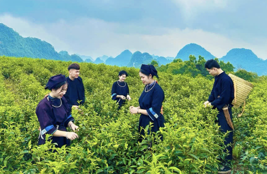 The climate and soil of Cao Bang are ideal for growing many types of farm produce with high economic value – Photo: caobang.gov.vn