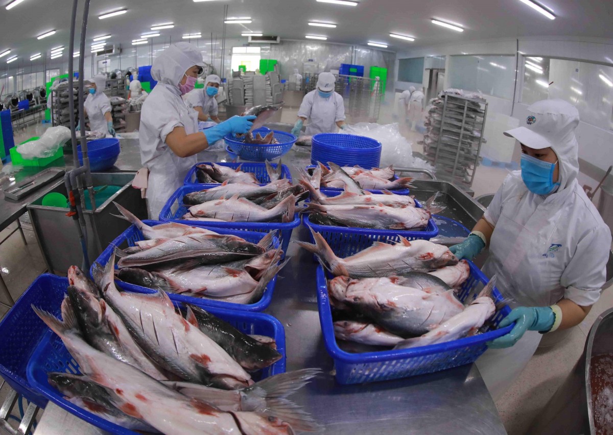 Processing tra fish for export - photo: VNA