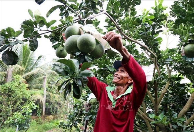 Pomelo grown for exports at My Phong cooperative in My Tho city, Tien Giang province. (Photo: VNA)