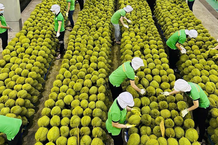 China has been tightening export standards on Vietnamese durians - photo: baochinhphu.vn