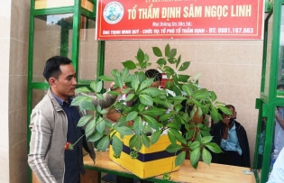 Quang Nam to urgently complete project on developing Ngoc Linh ginseng