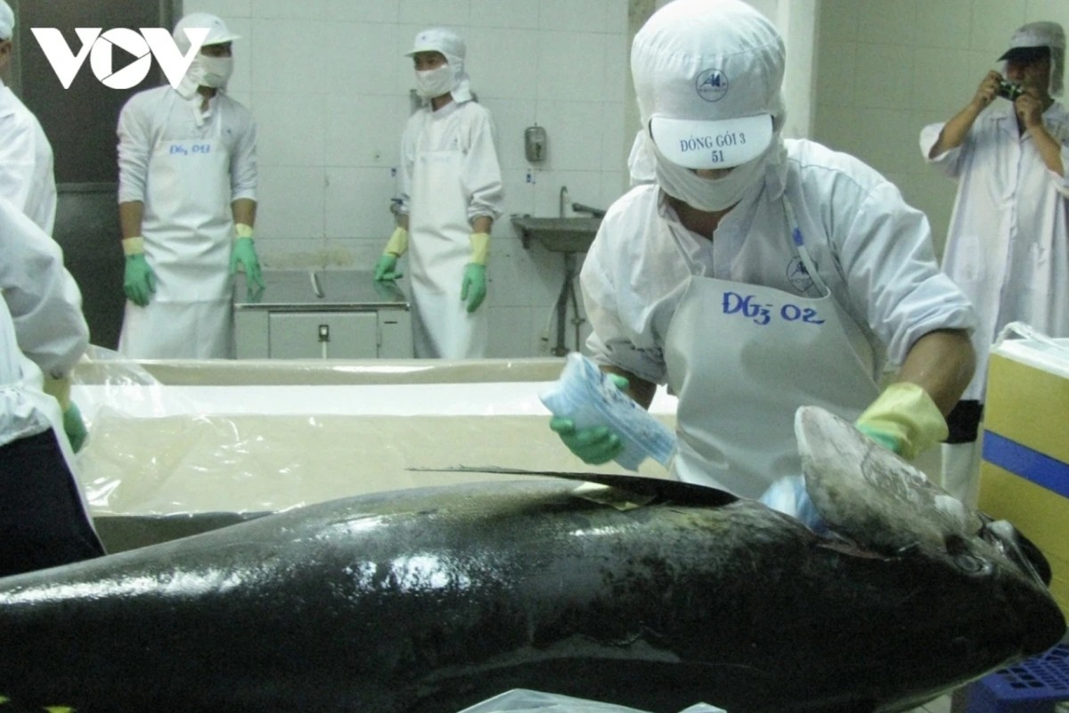 Processing tuna for export