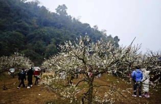 Moc Chau – leading nature destination in Vietnam’s northwest