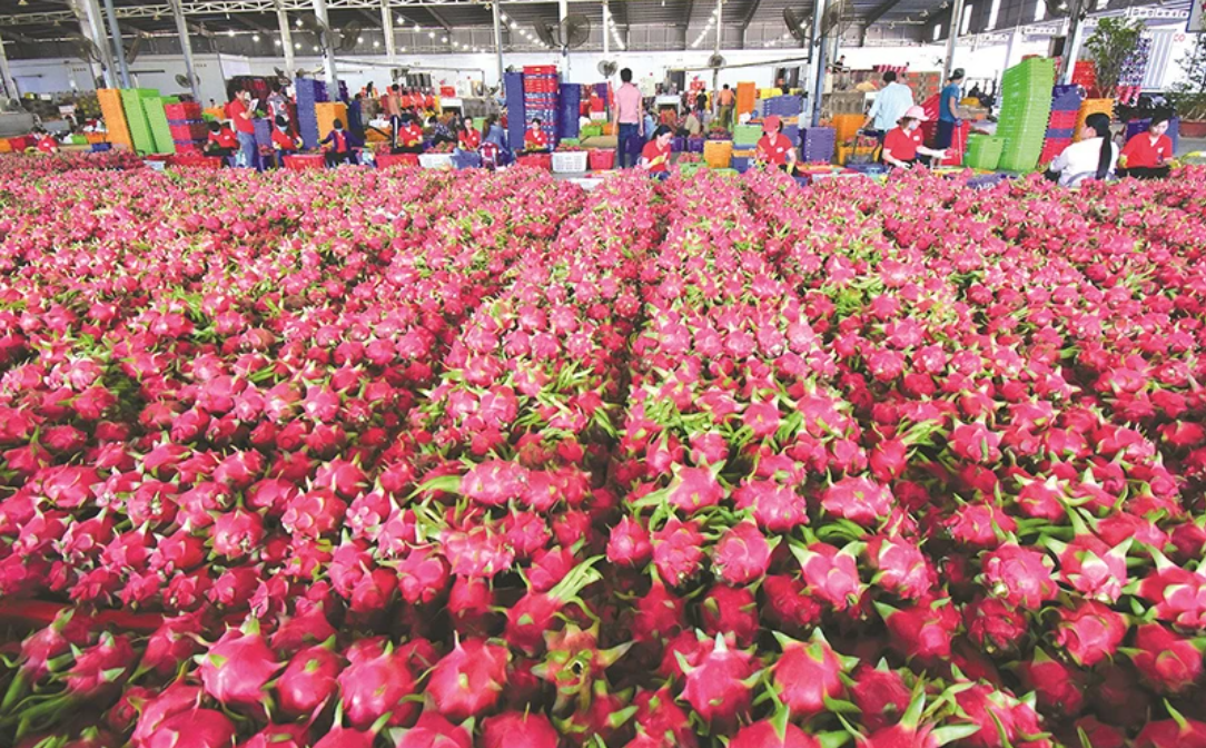 The blue dragon fruit industry has had a successful start in 2025, but the main challenges are still ahead
